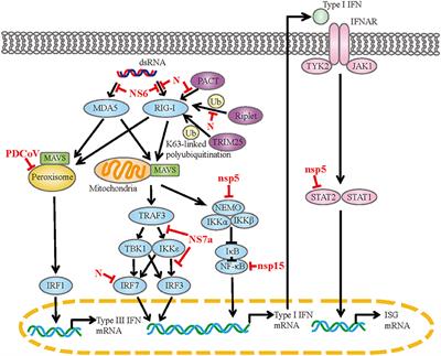 Frontiers | an updated review of porcine deltacoronavirus in terms of